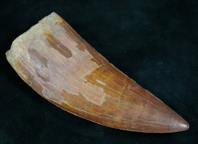 Huge Carcharodontosaurus Tooth #9461